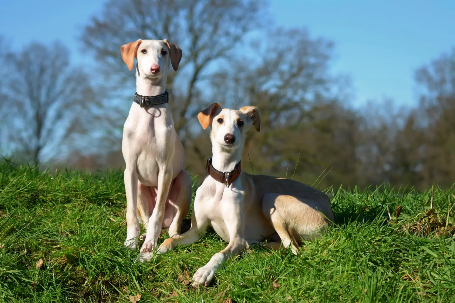 Einen Greyhound Welpen zu kaufen, bedeutet Verantwortung zu übernehmen! Greyhound Welpen kaufen.