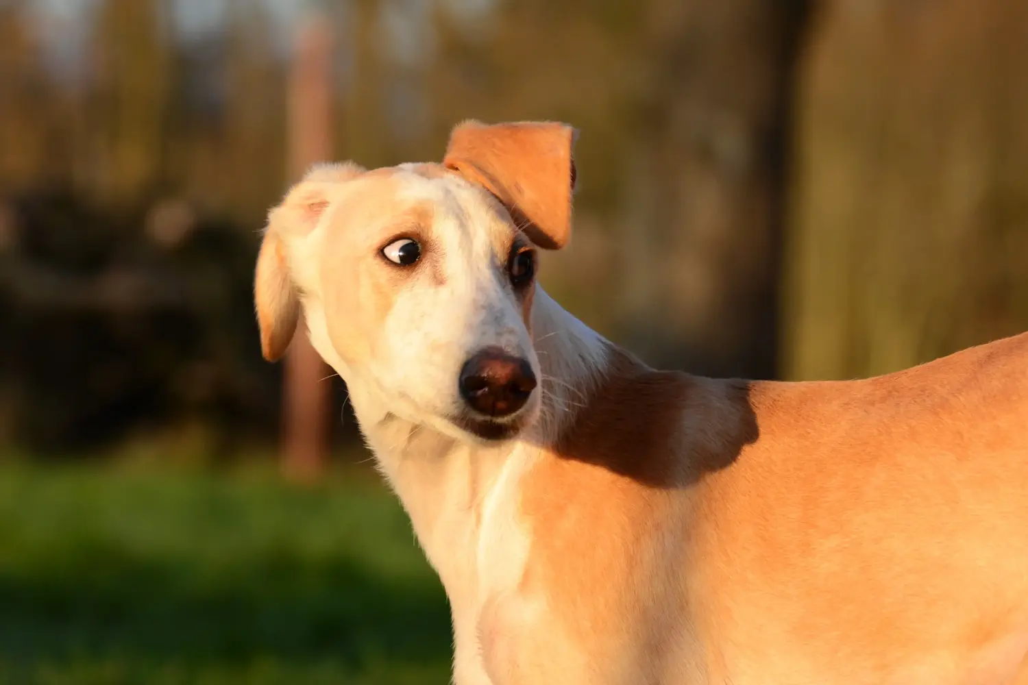 Einen Greyhound Welpen zu kaufen, bedeutet Verantwortung zu übernehmen! Greyhound Welpen kaufen.