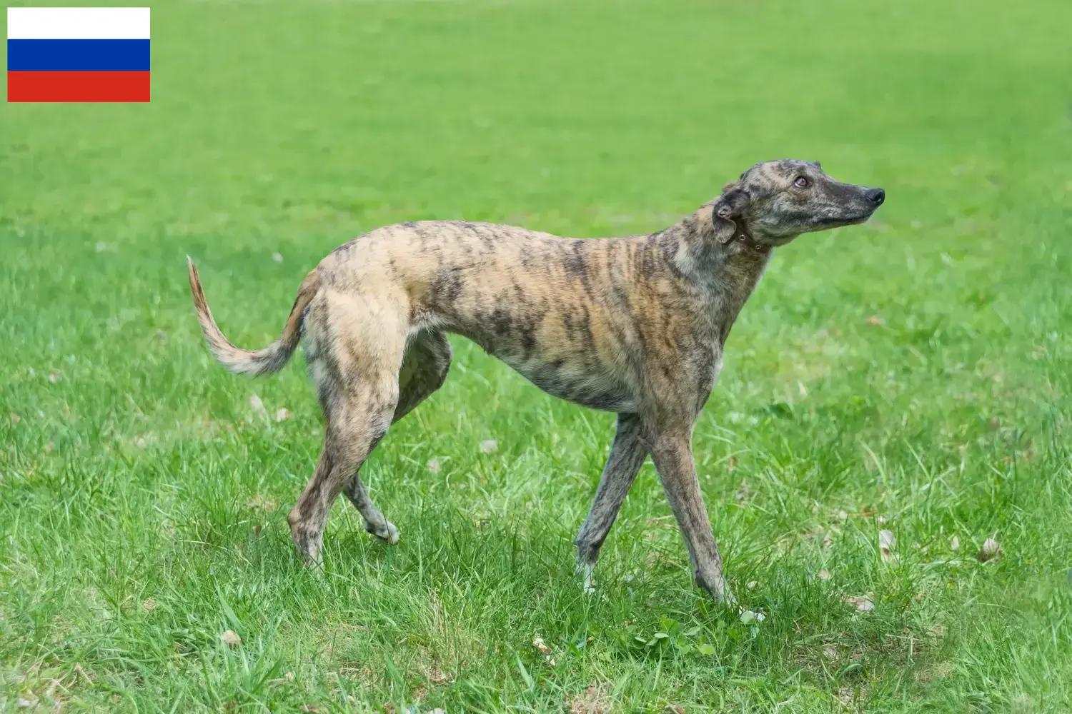 Greyhound Welpen und Züchter Russland Hier findest Du Greyhounds Züchter in Russland.