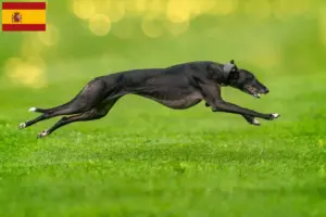 Mehr über den Artikel erfahren Greyhound Züchter und Welpen in Spanien
