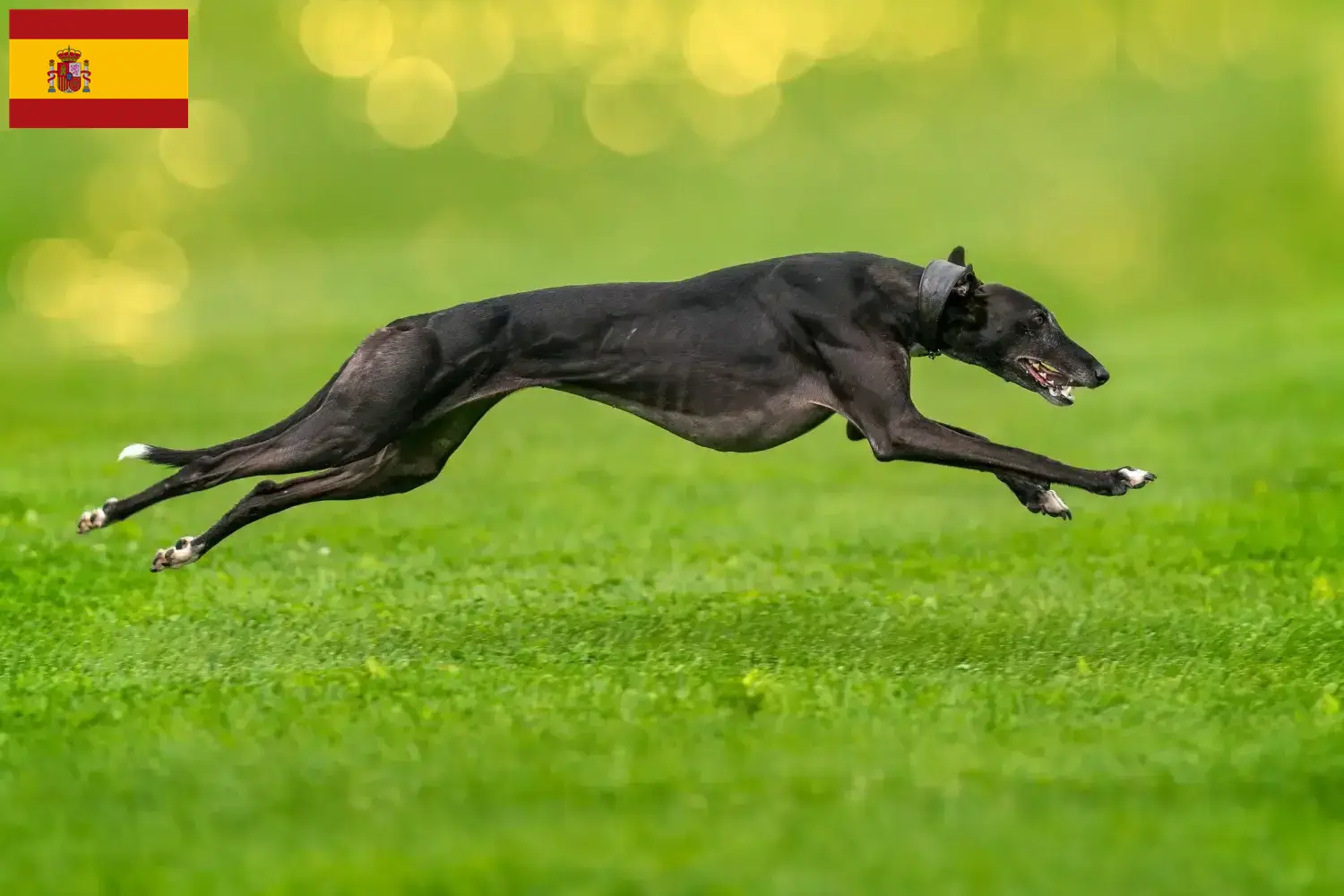 Greyhound Welpen und Züchter Spanien Hier findest Du Greyhounds Züchter in Spanien.