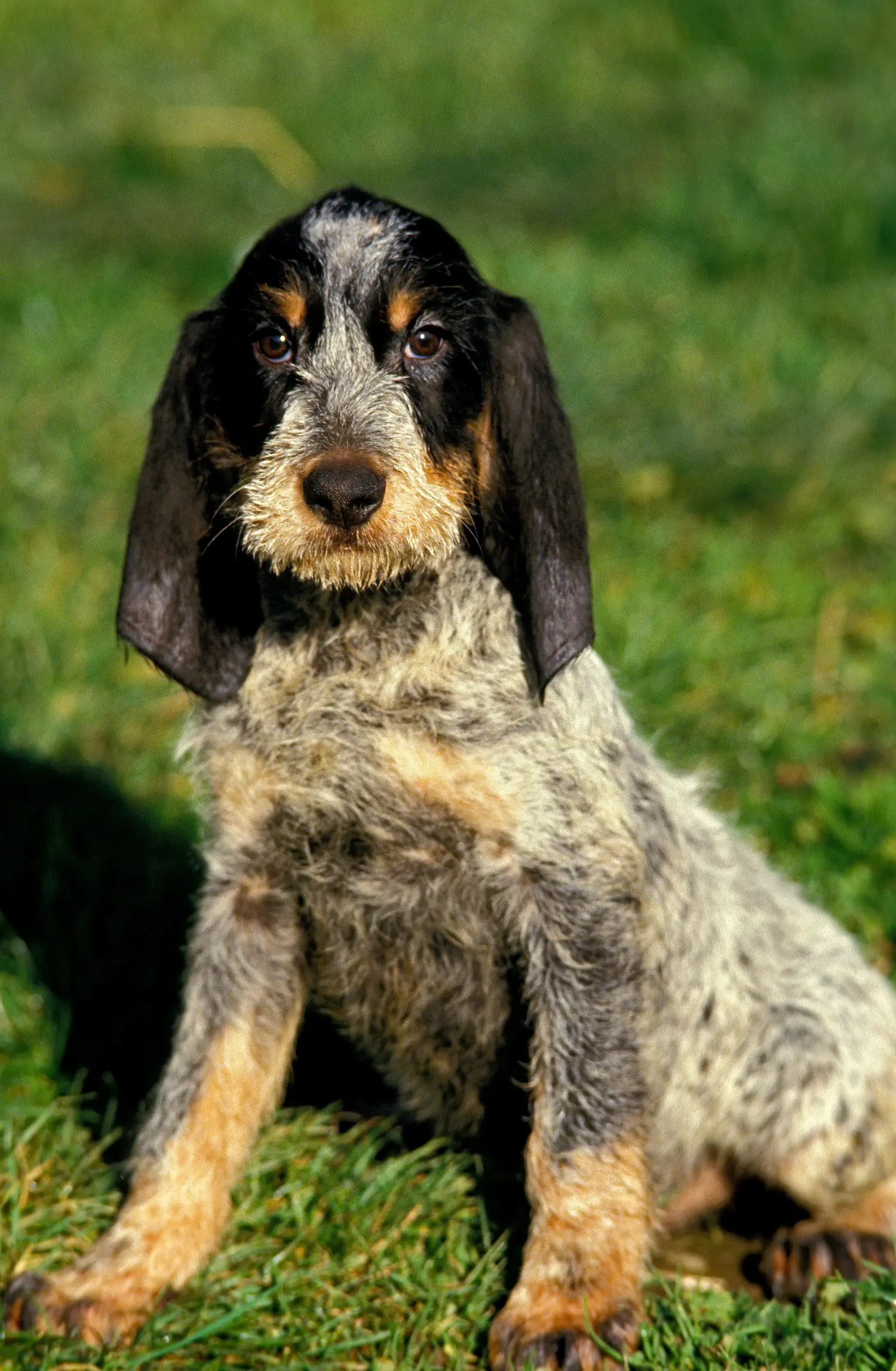Einen Griffon Bleu de Gascogne Welpen zu kaufen, bedeutet Verantwortung zu übernehmen! Griffon Bleu de Gascogne Welpen kaufen.