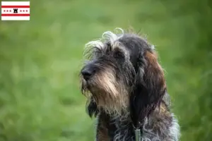 Mehr über den Artikel erfahren Griffon Bleu de Gascogne Züchter und Welpen in Drenthe