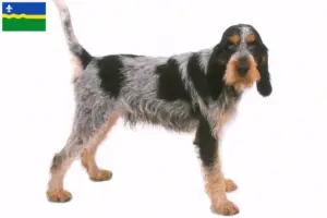 Mehr über den Artikel erfahren Griffon Bleu de Gascogne Züchter und Welpen in Flevoland