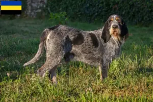 Mehr über den Artikel erfahren Griffon Bleu de Gascogne Züchter und Welpen in Gelderland