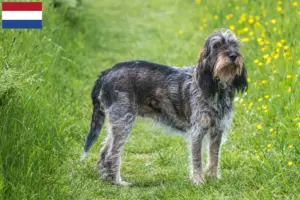 Mehr über den Artikel erfahren Griffon Bleu de Gascogne Züchter und Welpen in den Niederlanden