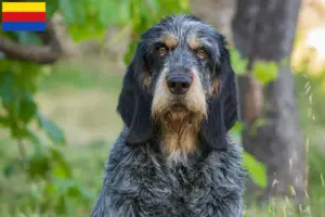 Mehr über den Artikel erfahren Griffon Bleu de Gascogne Züchter und Welpen in Nordholland