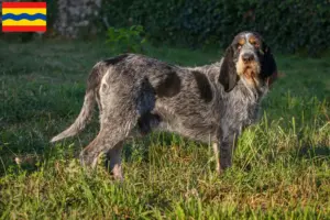 Mehr über den Artikel erfahren Griffon Bleu de Gascogne Züchter und Welpen in Overijssel