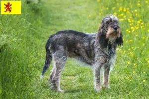Mehr über den Artikel erfahren Griffon Bleu de Gascogne Züchter und Welpen in Südholland