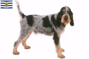 Mehr über den Artikel erfahren Griffon Bleu de Gascogne Züchter und Welpen in Zeeland