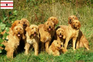 Mehr über den Artikel erfahren Griffon Fauve de Bretagne Züchter und Welpen in Drenthe