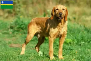 Mehr über den Artikel erfahren Griffon Fauve de Bretagne Züchter und Welpen in Flevoland