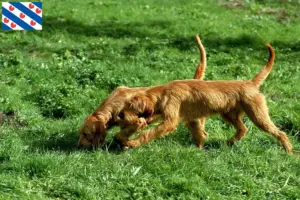 Mehr über den Artikel erfahren Griffon Fauve de Bretagne Züchter und Welpen in Friesland