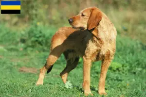 Mehr über den Artikel erfahren Griffon Fauve de Bretagne Züchter und Welpen in Gelderland