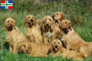 Mehr über den Artikel erfahren Griffon Fauve de Bretagne Züchter und Welpen in Groningen