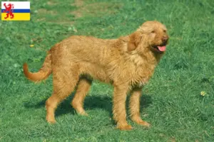 Mehr über den Artikel erfahren Griffon Fauve de Bretagne Züchter und Welpen in Limburg