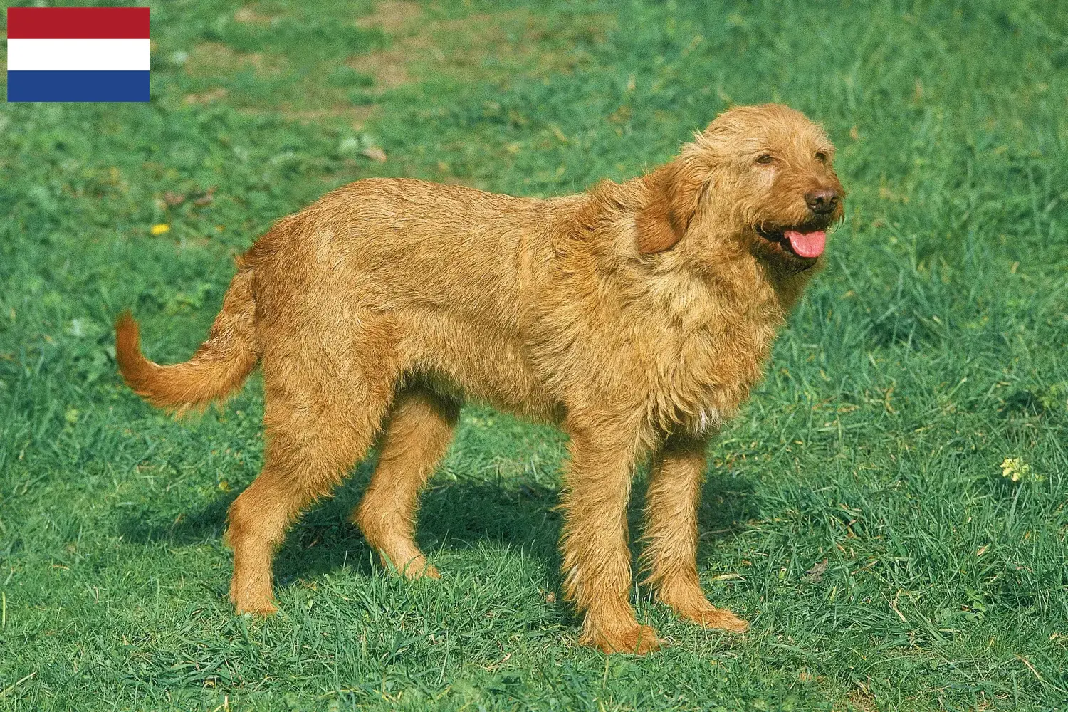 Griffon Fauve de Bretagne Welpen und Züchter Niederlande Hier findest Du Griffon Fauve de Bretagnes Züchter in den Niederlanden.