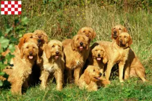 Mehr über den Artikel erfahren Griffon Fauve de Bretagne Züchter und Welpen in Nordbrabant