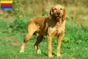 Mehr über den Artikel erfahren Griffon Fauve de Bretagne Züchter und Welpen in Nordholland