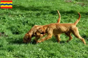 Mehr über den Artikel erfahren Griffon Fauve de Bretagne Züchter und Welpen in Overijssel