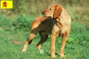 Mehr über den Artikel erfahren Griffon Fauve de Bretagne Züchter und Welpen in Südholland