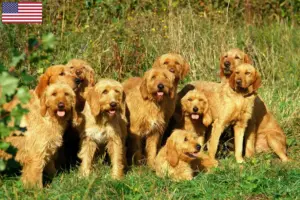 Mehr über den Artikel erfahren Griffon Fauve de Bretagne Züchter und Welpen in den USA
