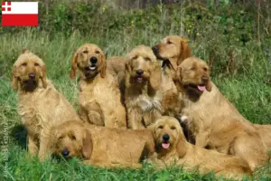 Mehr über den Artikel erfahren Griffon Fauve de Bretagne Züchter und Welpen in Utrecht