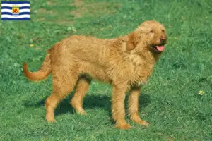 Mehr über den Artikel erfahren Griffon Fauve de Bretagne Züchter und Welpen in Zeeland