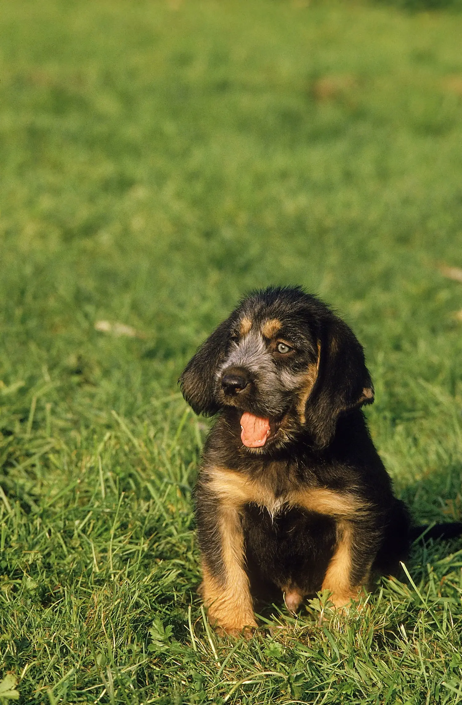 Einen Griffon Nivernais Welpen zu kaufen, bedeutet Verantwortung zu übernehmen! Griffon Nivernais Welpen kaufen.