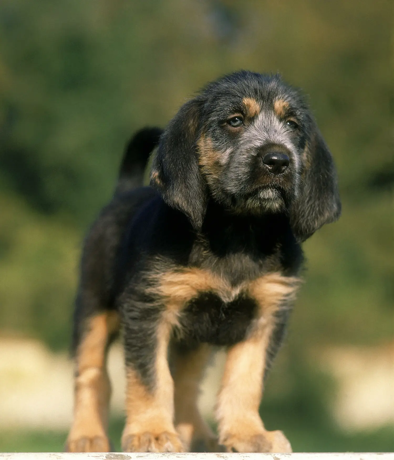 Einen Griffon Nivernais Welpen zu kaufen, bedeutet Verantwortung zu übernehmen! Griffon Nivernais Welpen kaufen.