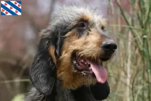 Mehr über den Artikel erfahren Griffon Nivernais Züchter und Welpen in Friesland