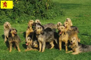 Mehr über den Artikel erfahren Griffon Nivernais Züchter und Welpen in Südholland