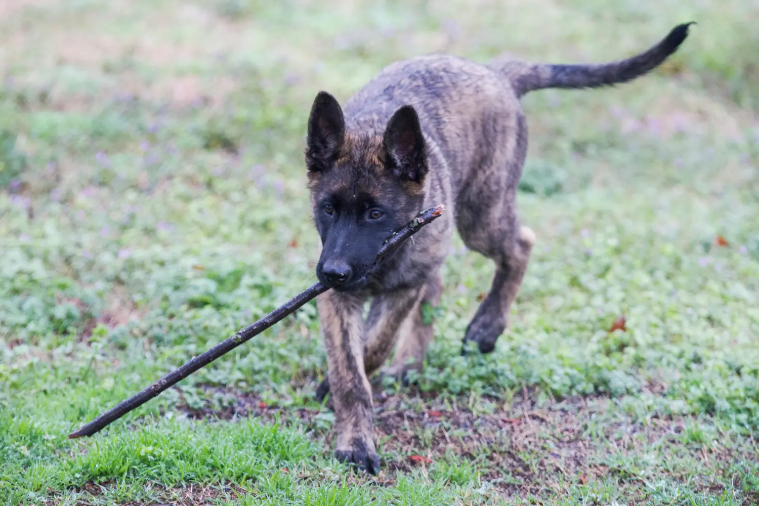 Einen Hollandse Herdershond Welpen zu kaufen, bedeutet Verantwortung zu übernehmen! Hollandse Herdershond Welpen kaufen.