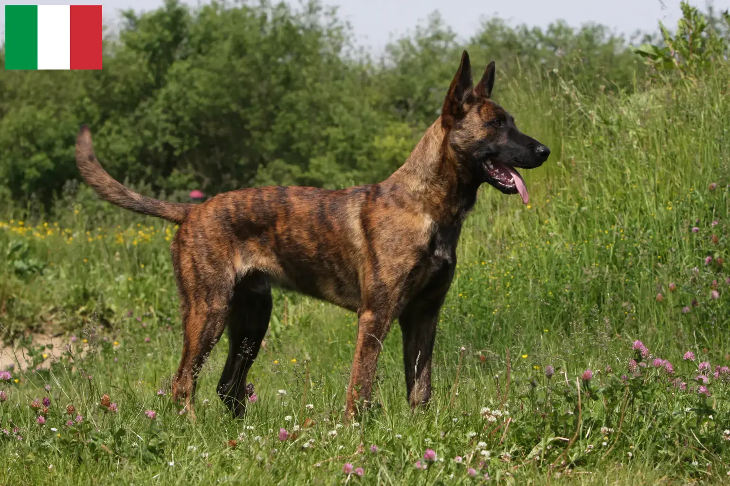 Hollandse Herdershond Welpen und Züchter Italien Hier findest Du Hollandse Herdershonden Züchter in Italien.