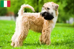 Mehr über den Artikel erfahren Irish Soft Coated Wheaten Terrier Züchter und Welpen in Italien
