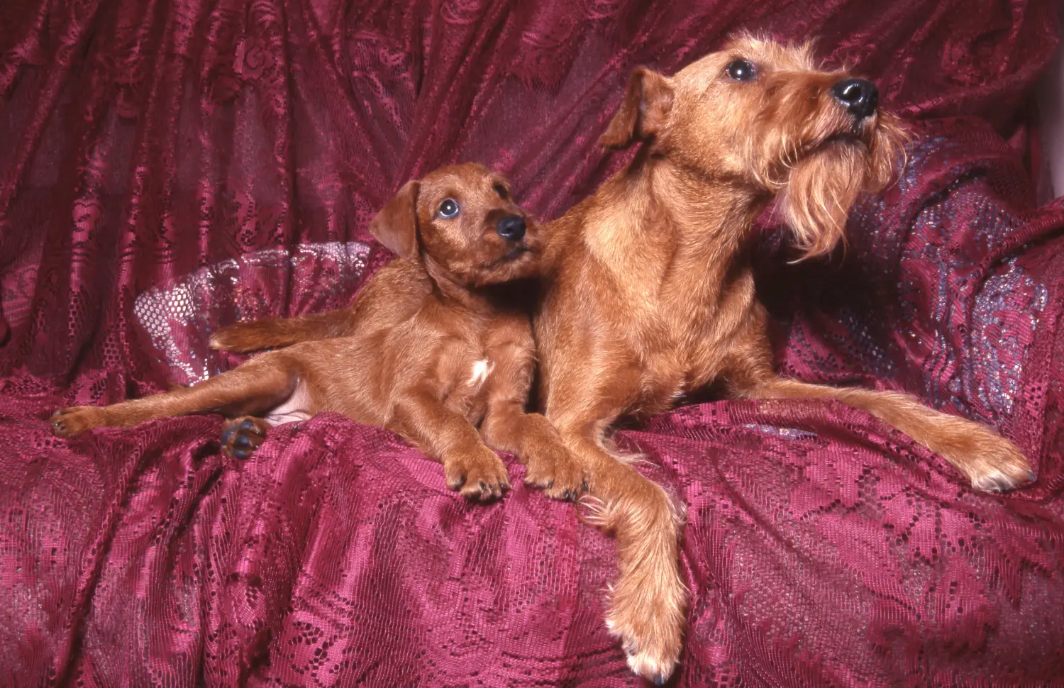 Einen Irish Terrier Welpen zu kaufen, bedeutet Verantwortung zu übernehmen! Irish Terrier Welpen kaufen.