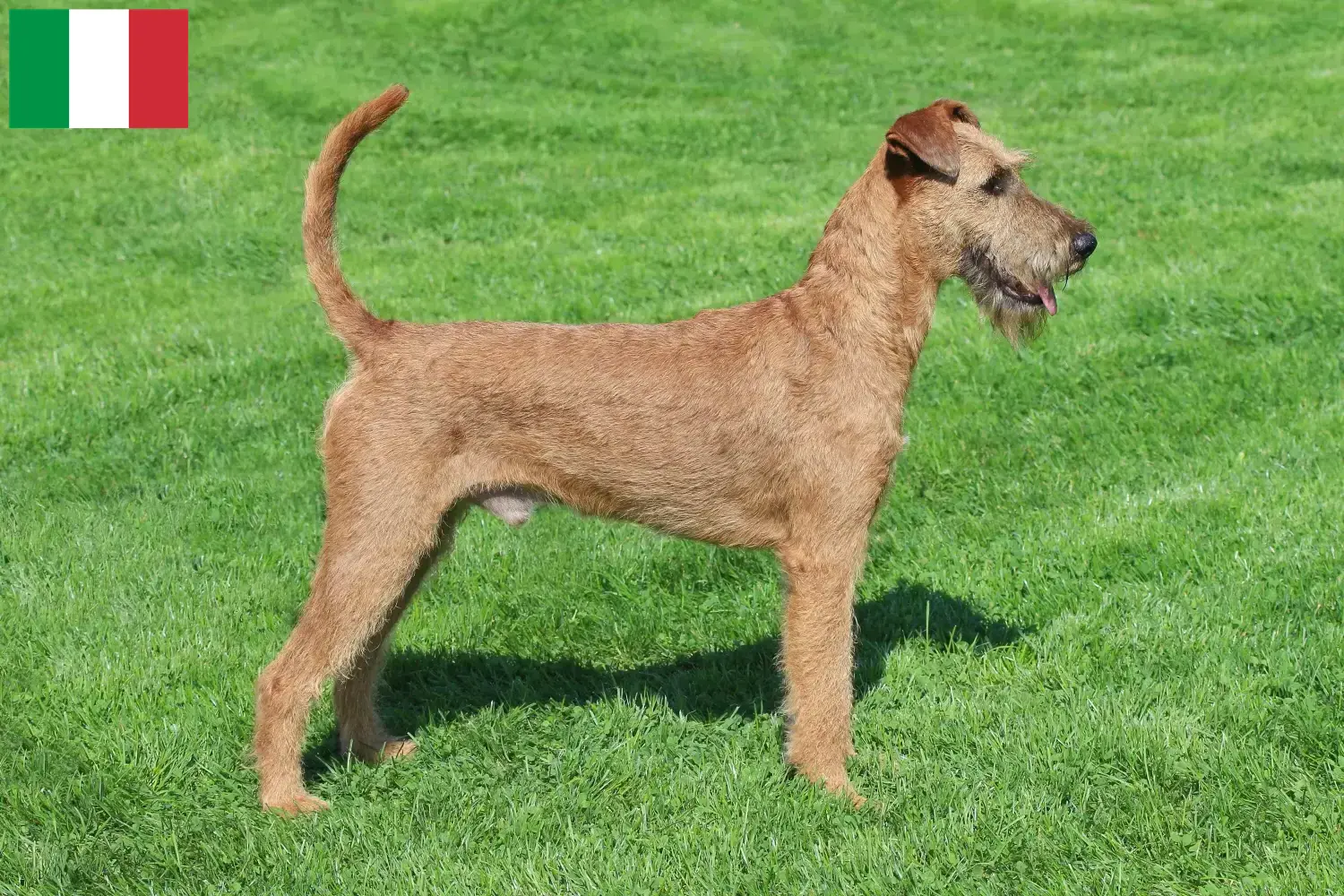 Irish Terrier Welpen und Züchter Italien Hier findest Du Irish Terrier Züchter in Italien.