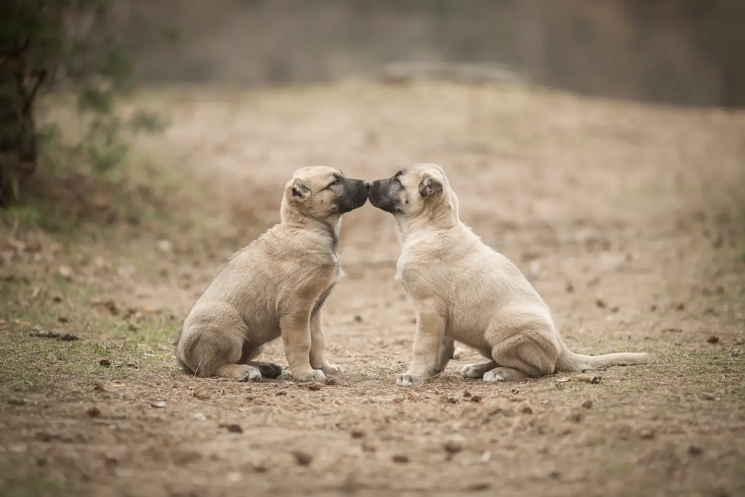 Einen Kangal Welpen zu kaufen, bedeutet Verantwortung zu übernehmen! Kangal Welpen kaufen.