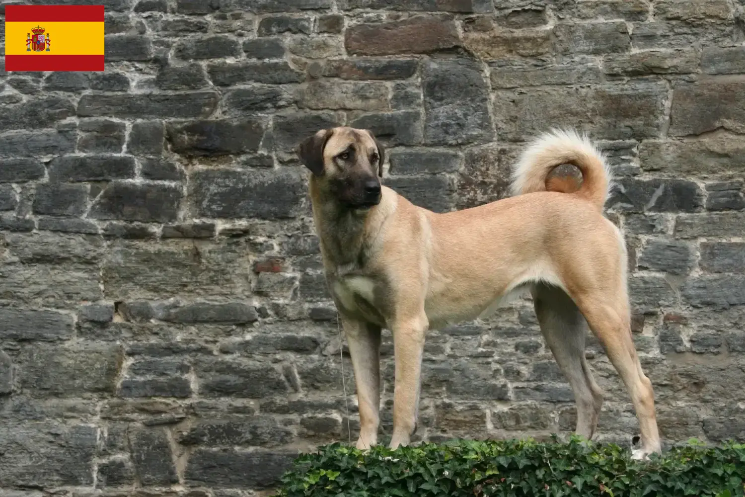Kangal Welpen und Züchter Spanien Hier findest Du Kangals Züchter in Spanien.