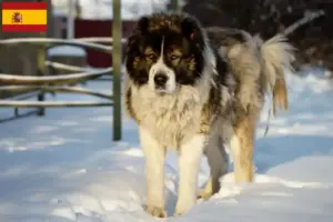 Mehr über den Artikel erfahren Kaukasischer Schäferhund Züchter und Welpen in Spanien