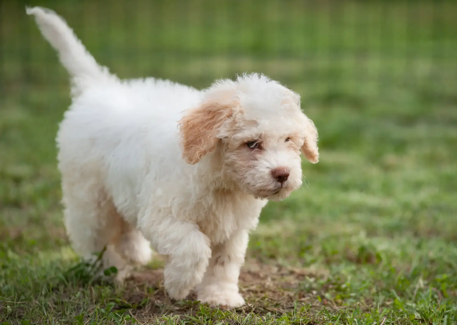 Einen Lagotto Romagnolo Welpen zu kaufen, bedeutet Verantwortung zu übernehmen! Lagotto Romagnolo Welpen kaufen.