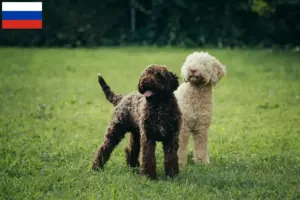 Mehr über den Artikel erfahren Lagotto Romagnolo Züchter und Welpen in Russland