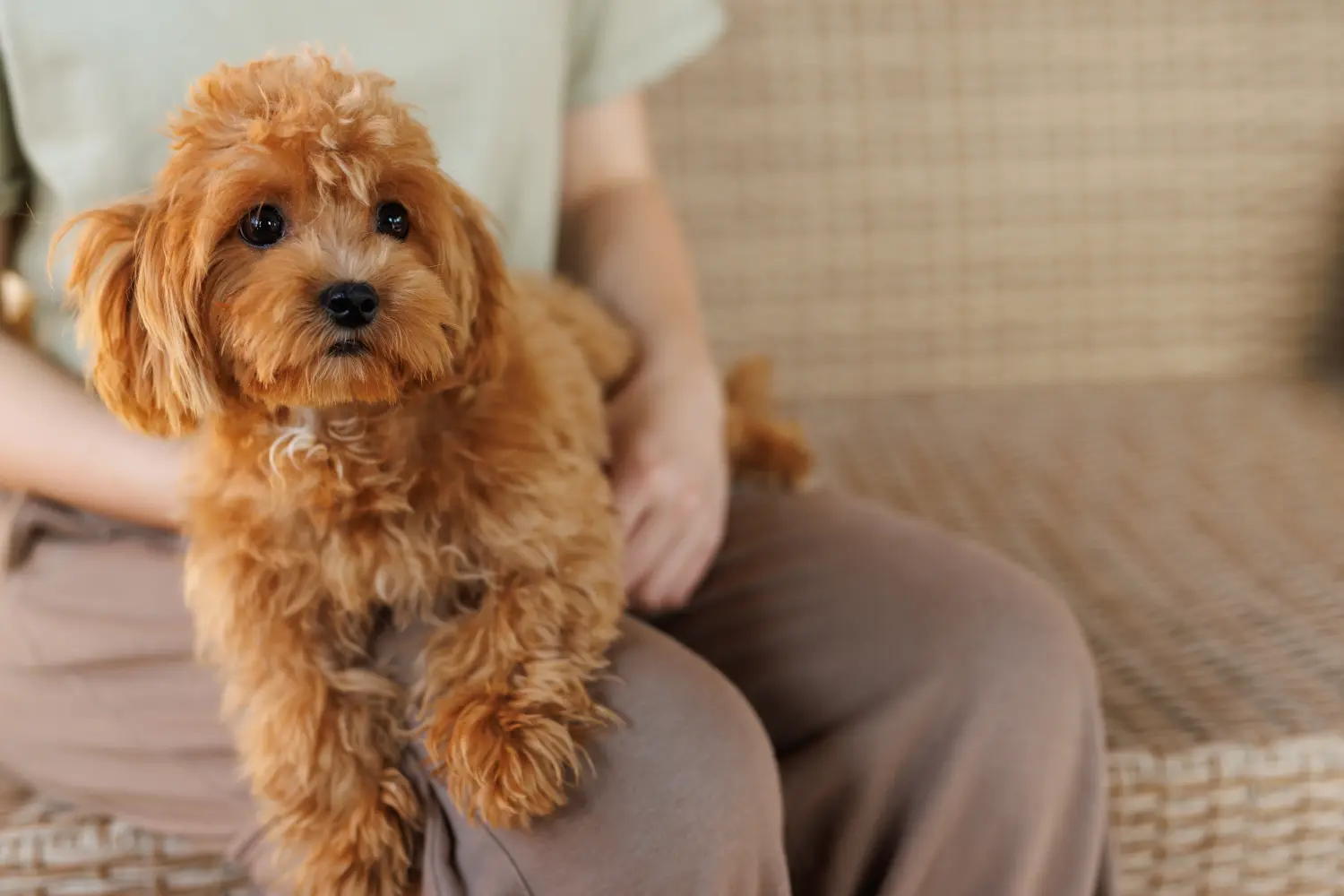 Einen Maltipoo Welpen zu kaufen, bedeutet Verantwortung zu übernehmen! Maltipoo Welpen kaufen.
