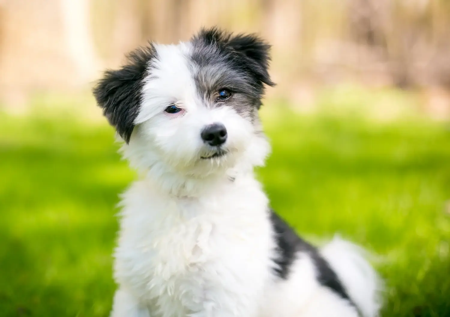 Einen Maltipoo Welpen zu kaufen, bedeutet Verantwortung zu übernehmen! Maltipoo Welpen kaufen.