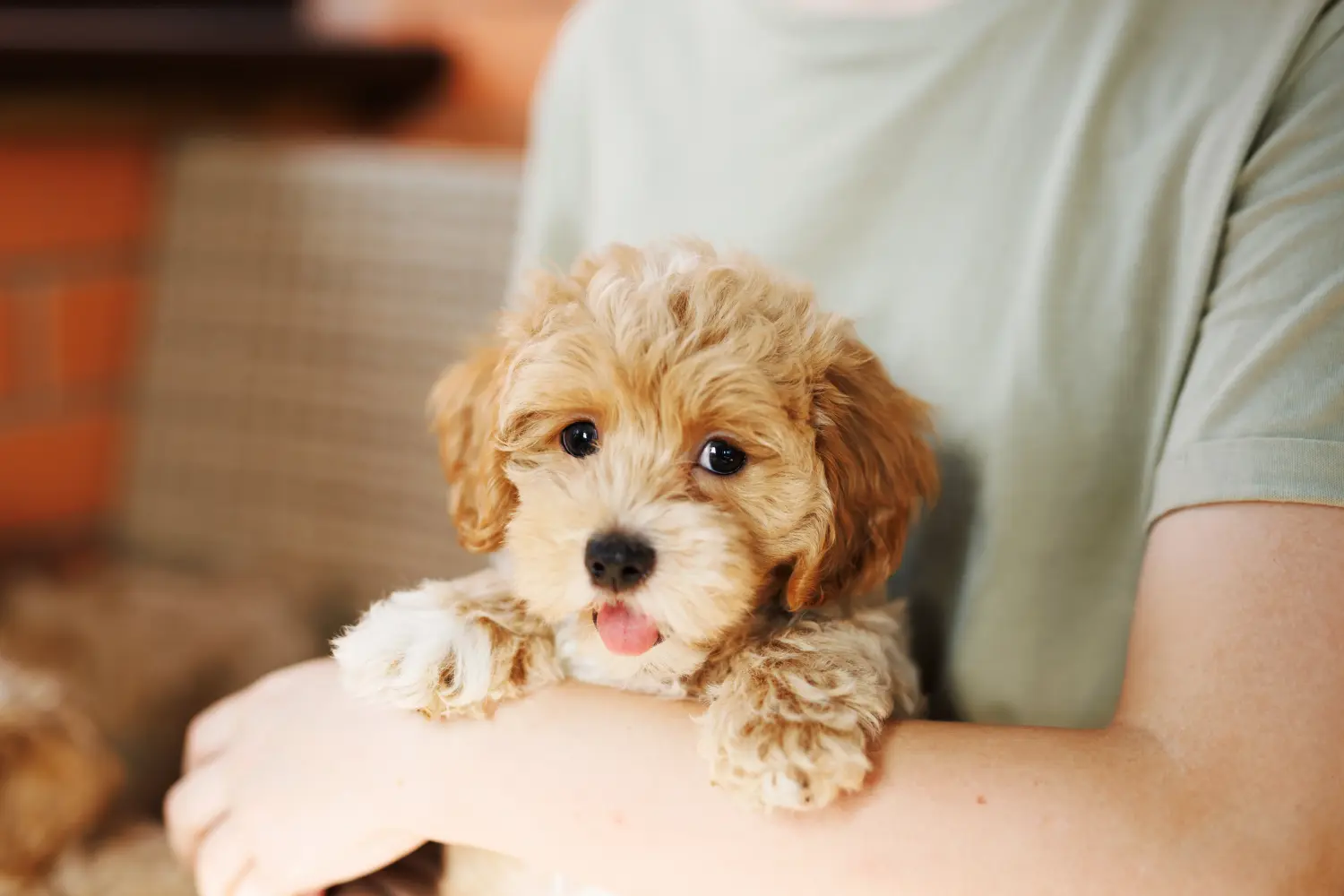 Einen Maltipoo Welpen zu kaufen, bedeutet Verantwortung zu übernehmen! Maltipoo Welpen kaufen.