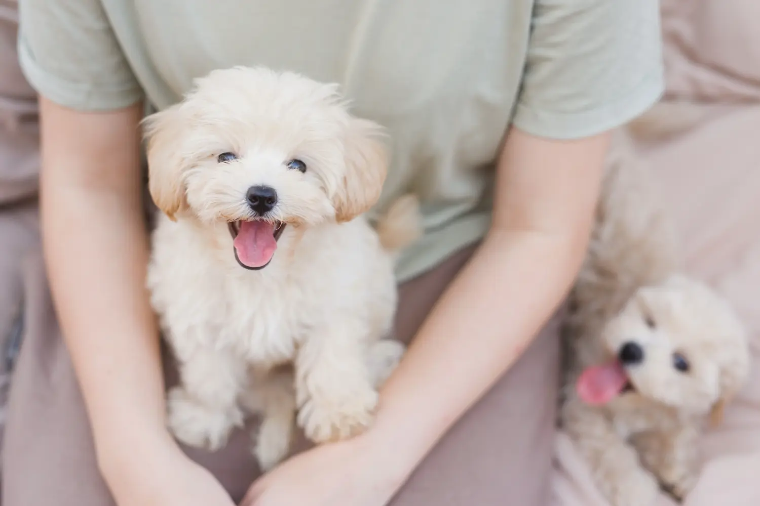 Einen Maltipoo Welpen zu kaufen, bedeutet Verantwortung zu übernehmen! Maltipoo Welpen kaufen.