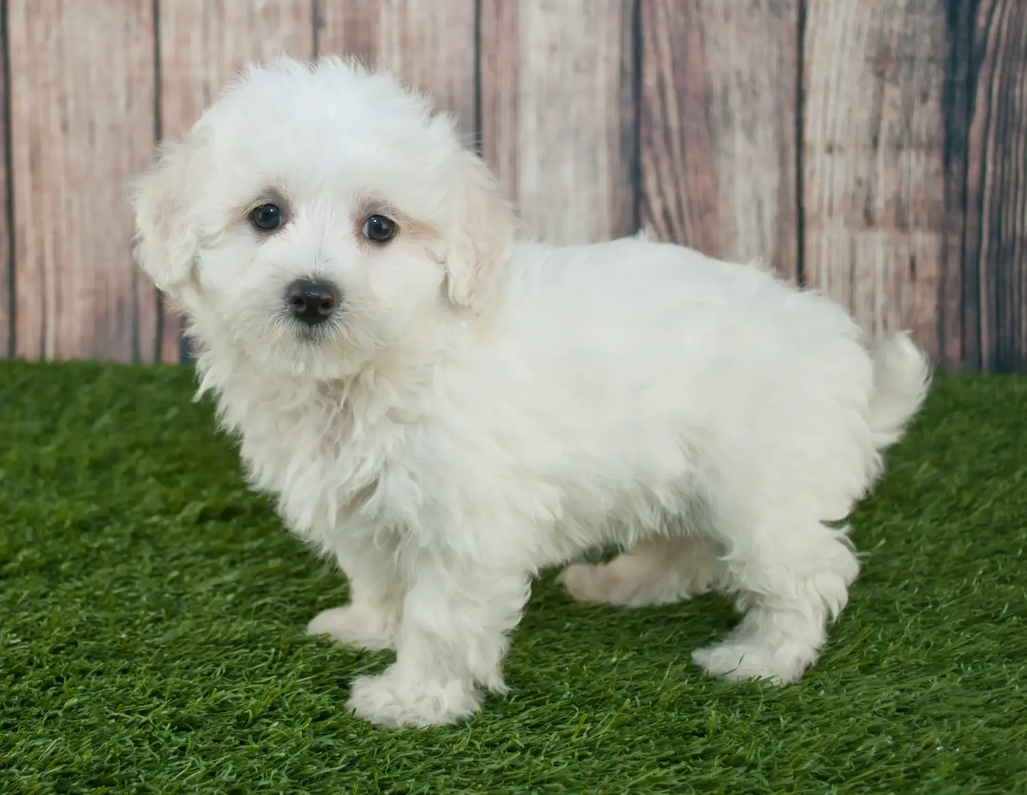 Einen Maltipoo Welpen zu kaufen, bedeutet Verantwortung zu übernehmen! Maltipoo Welpen kaufen.