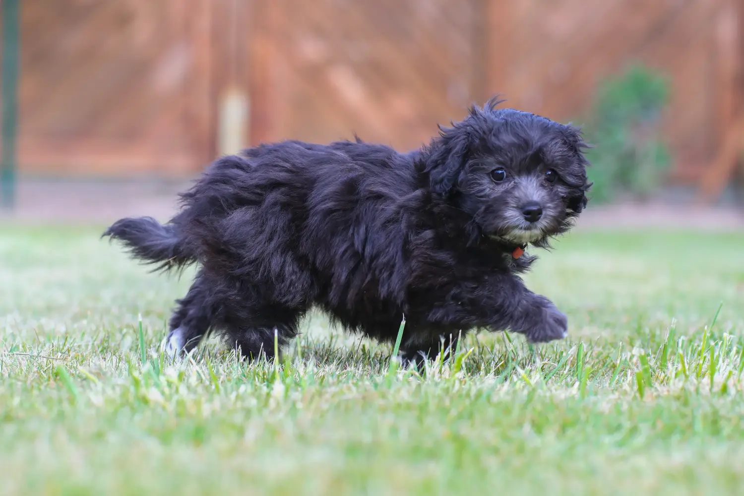 Einen Maltipoo Welpen zu kaufen, bedeutet Verantwortung zu übernehmen! Maltipoo Welpen kaufen.