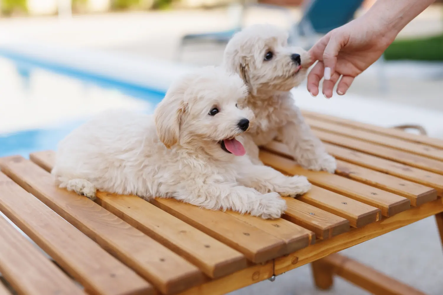 Einen Maltipoo Welpen zu kaufen, bedeutet Verantwortung zu übernehmen! Maltipoo Welpen kaufen.