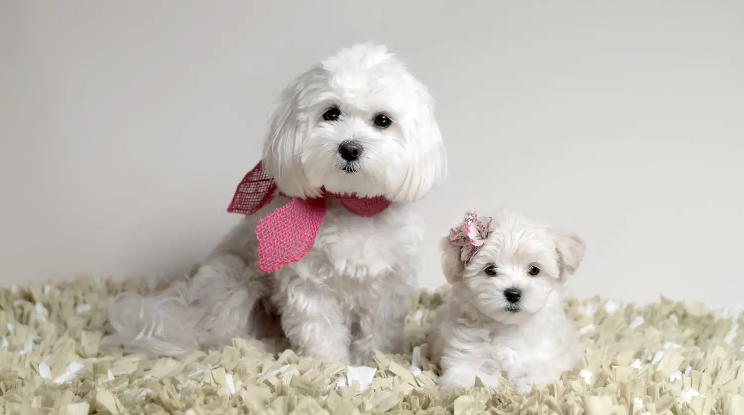 Einen Maltipoo Welpen zu kaufen, bedeutet Verantwortung zu übernehmen! Maltipoo Welpen kaufen.